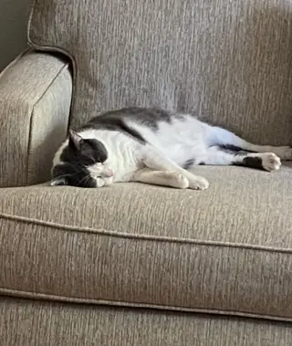 Gordito (bonded to Angelo)
