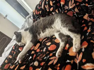 Gordito (bonded to Angelo)