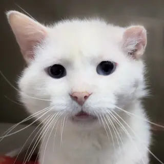 Gordito (bonded to Angelo)