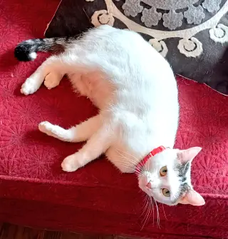 KITTY MOMA LILY