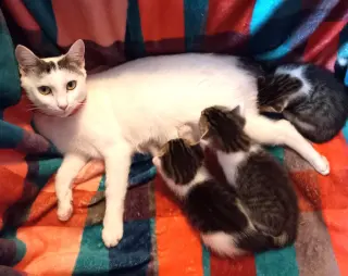 KITTY MOMA LILY