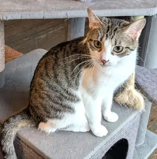 KITTY MARILYN