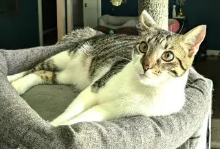 KITTEN HERMAN