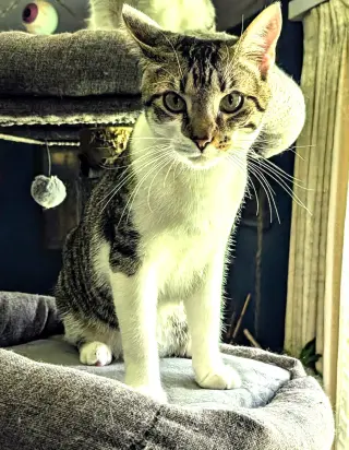 KITTEN HERMAN