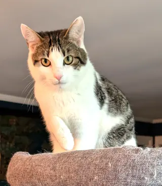 KITTEN EDIE