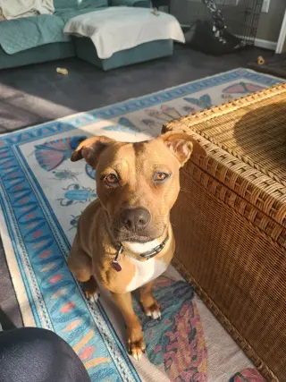 HATTIE (COURTESY POST)