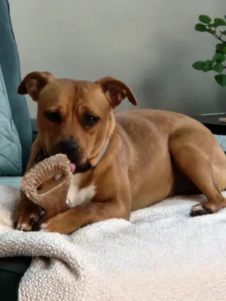HATTIE (COURTESY POST)