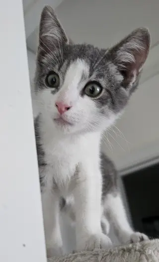 Dax