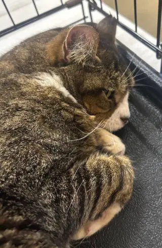 Buddy
