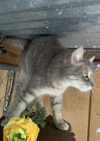 Smokey