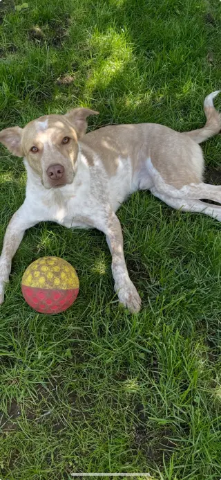 Bubba
