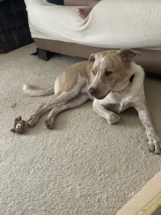 Bubba