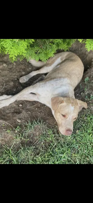 Bubba