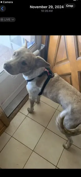 Bubba