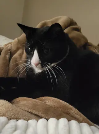Ziggy