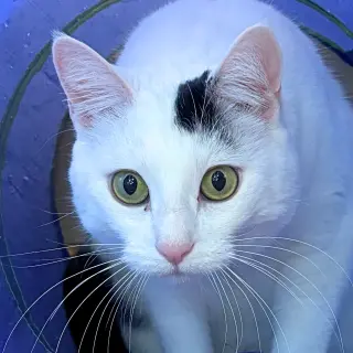 Miss Yvonne
