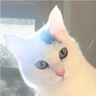 Miss Yvonne