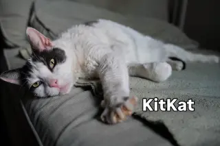 KitKat