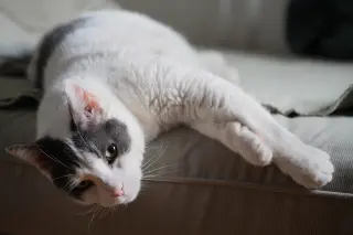 KitKat