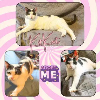 KitKat