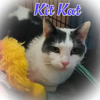 KitKat