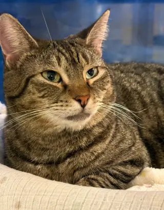 Iris