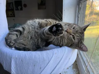 Iris