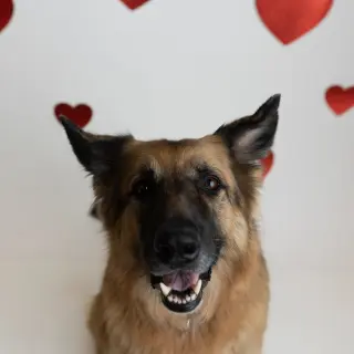 Pippi
