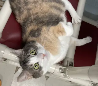 Cecelia