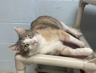 Cecelia