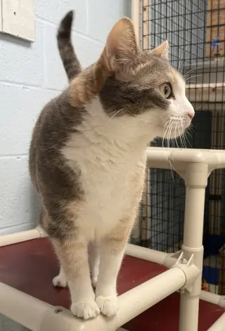 Cecelia
