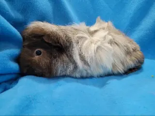 Rhino & Pigeon (sanctuary)