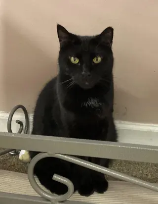 JuJu