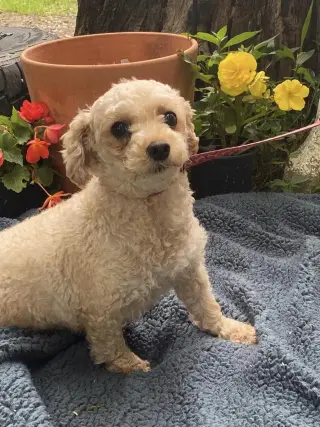 KENDRA- PERMANENT RESIDENT