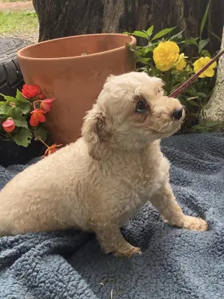 KENDRA- PERMANENT RESIDENT