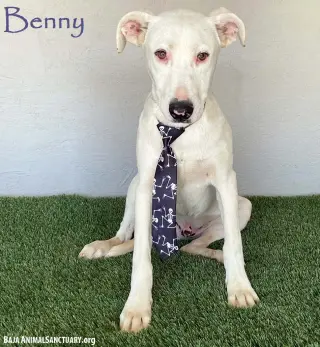 Benny