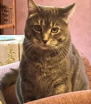 YAZ (BONDED w/BRADY) (COURTESY POST)