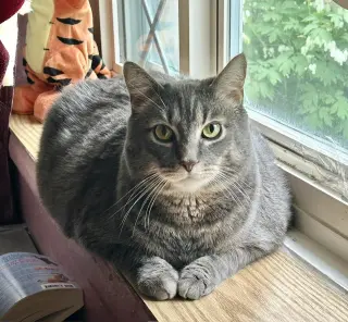 BRADY (BONDED w/YAZ) (COURTESY POST)