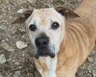 Brutus