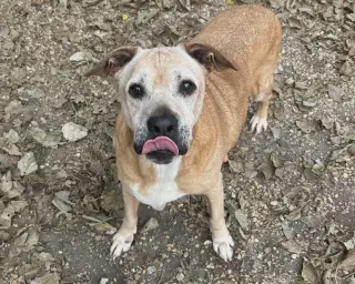 Brutus