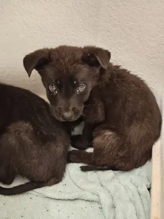 Jax