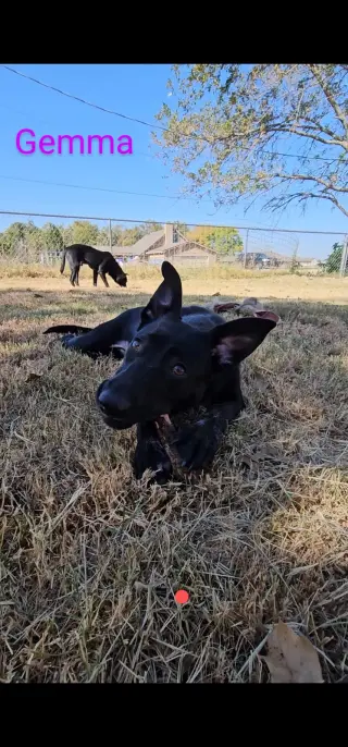 Gemma