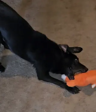 Gemma