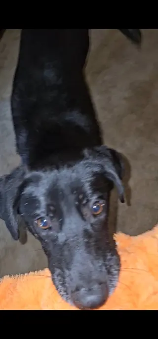 Gemma