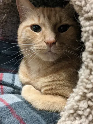 Zeppelin