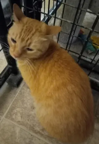 Zeppelin