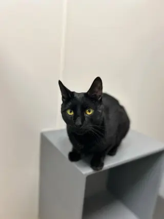 Billie Jean H