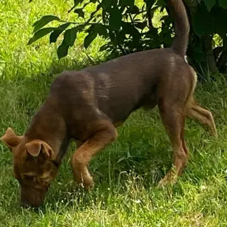 Jet