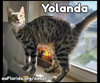 Yolanda - Goddess of Churu