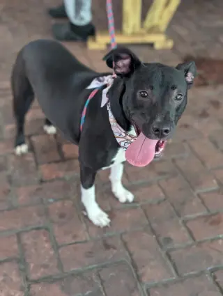 Neriah - Louisiana Litter